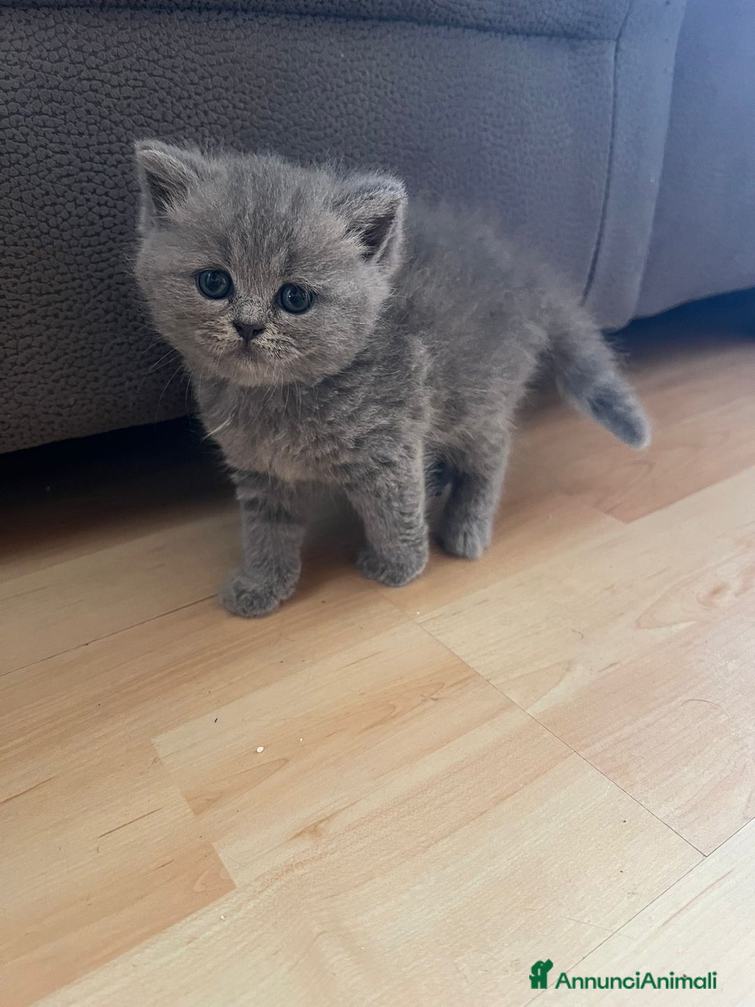 British gatti in vendita: British Short Hair and Scottish fold  a Provincia di Verona - Immagine 1