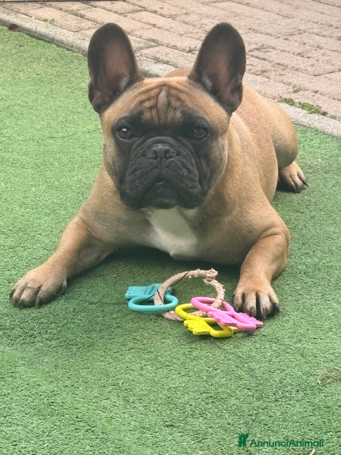 Bulldog Francese cani Bulldog francese X monta  - Annuncio 28