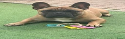 Bulldog Francese cani per accoppiamento: Bulldog francese X monta  a Provincia di Ferrara - Annuncio 1