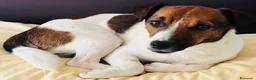 Jack Russell cani per accoppiamento: Cerco jack russel femmina per accoppiamento - Annuncio 2