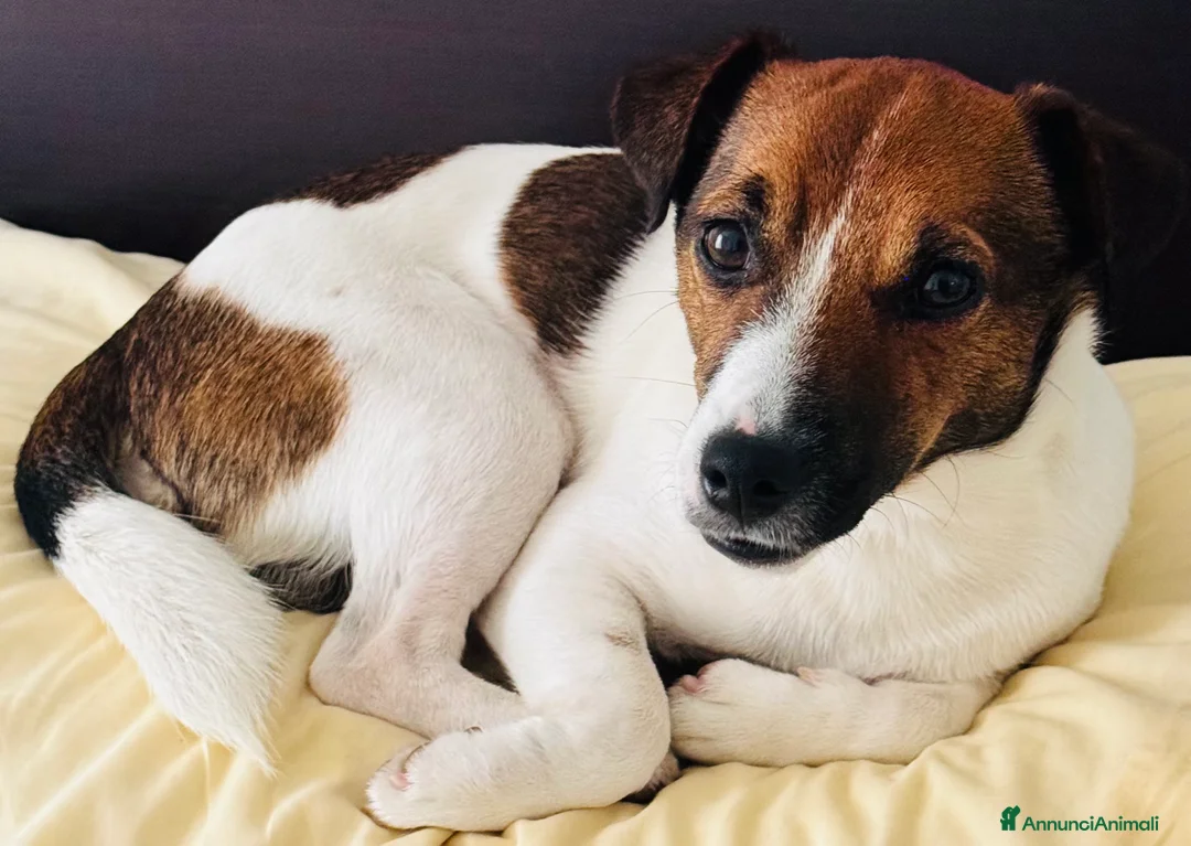 Jack Russell cani per accoppiamento: Cerco jack russel femmina per accoppiamento - Annuncio 2