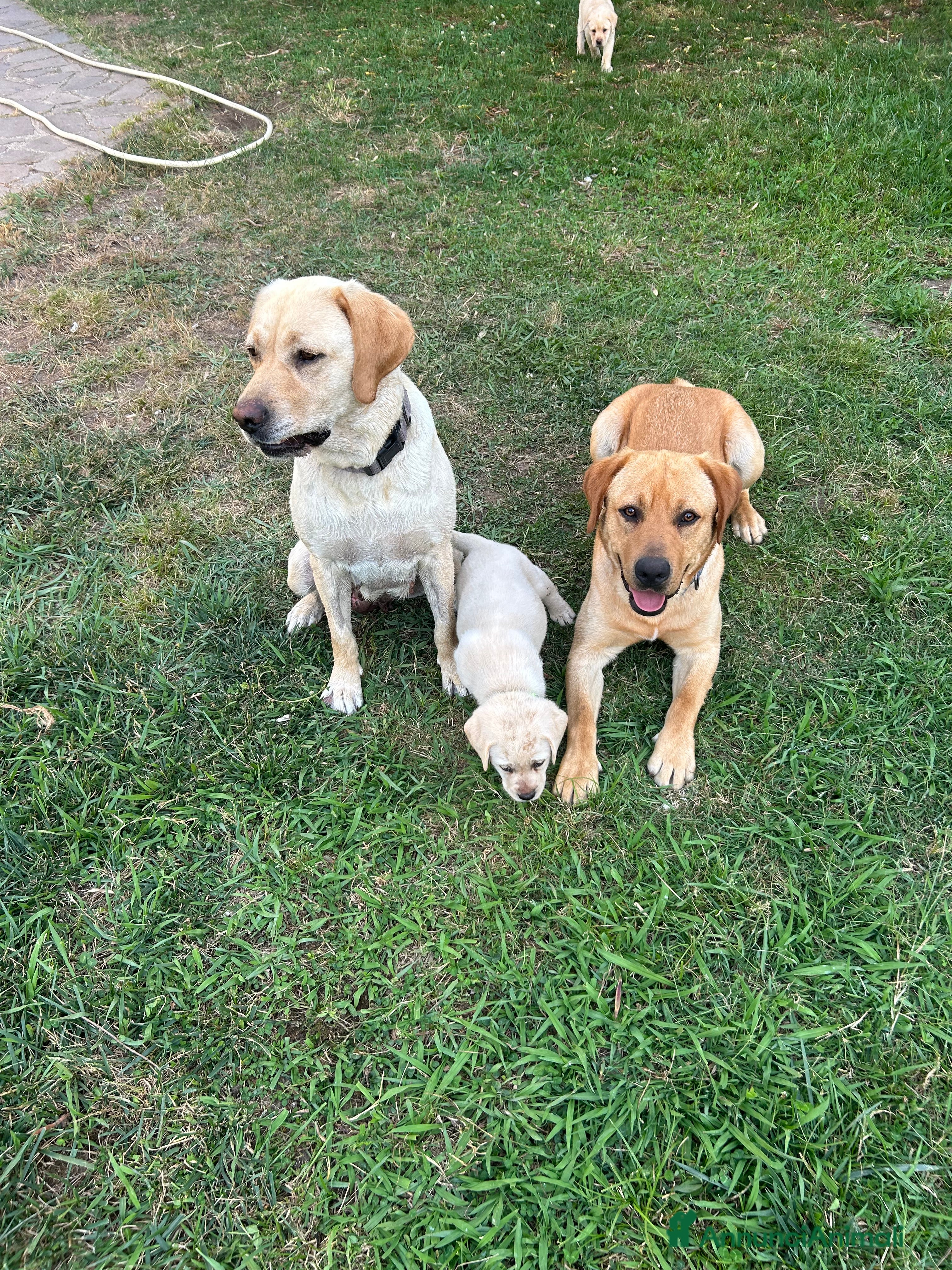 Labrador cani Cuccioli Labrador  - Annuncio 2
