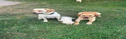 Labrador cani in vendita: Cuccioli Labrador  - Annuncio 1