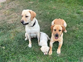 Labrador cani Cuccioli Labrador - Annuncio 2
