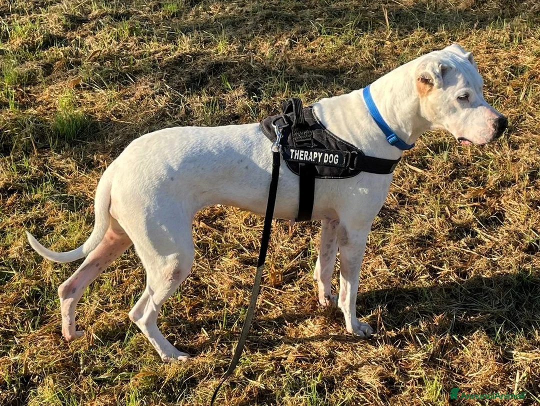 Dogo Argentino cani in regalo: LOLA DOGO ARGENTINO - Annuncio 1
