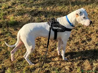 Dogo Argentino cani LOLA DOGO ARGENTINO - Annuncio 2