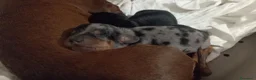 Bassotto cani in vendita: Cuccioli bassotto arlecchino e nero focato  - Annuncio 5