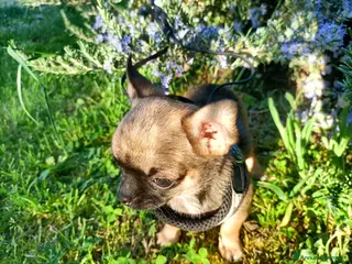 Chihuahua cani Chihuahua femmina cucciola - Annuncio 1