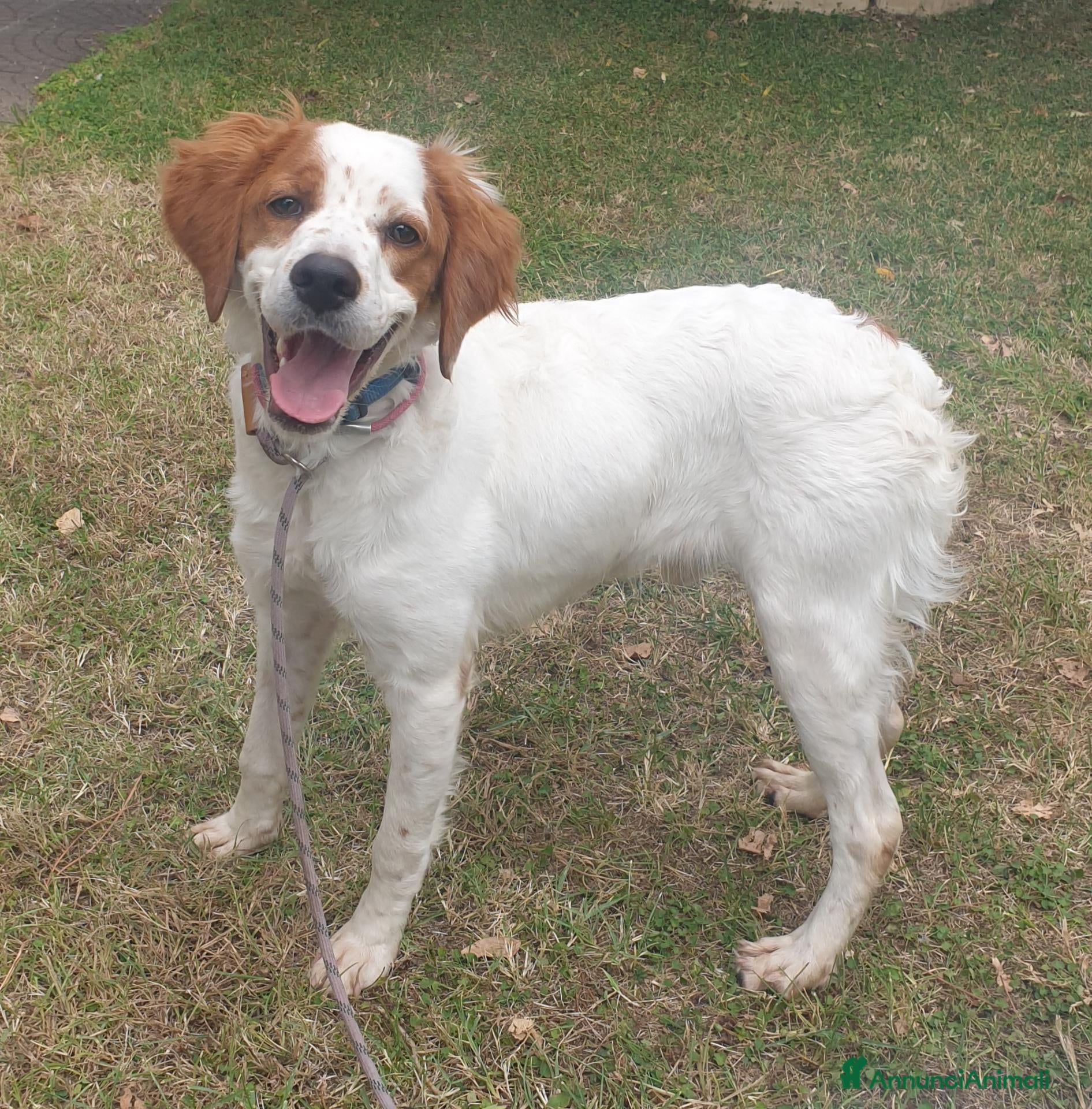Breton cani in vendita: Breton cucciolone - Annuncio 2