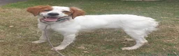 Breton cani in vendita: Breton cucciolone a Provincia di Perugia - Annuncio 1