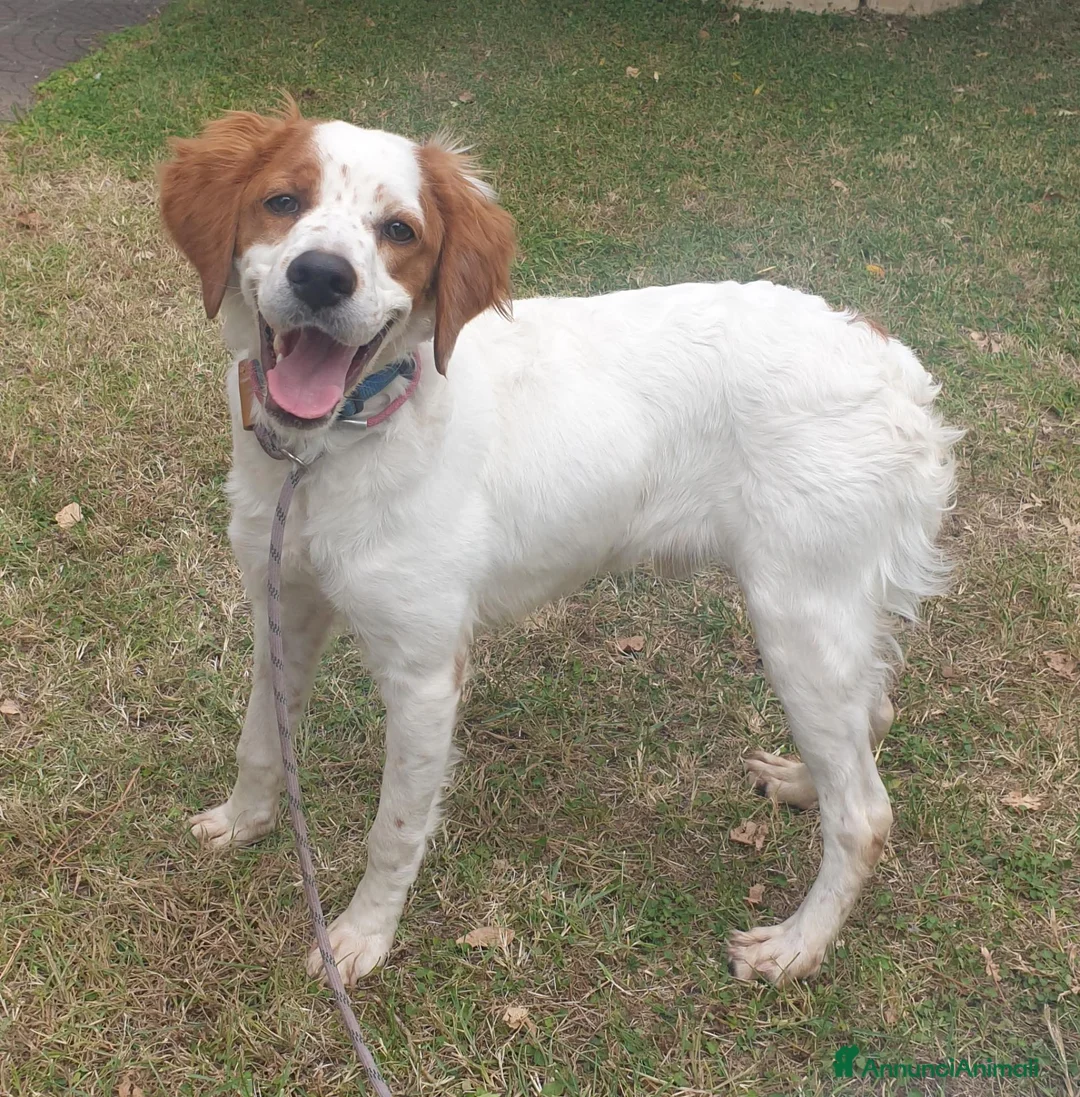 Breton cani in vendita: Breton cucciolone a Provincia di Perugia - Annuncio 1