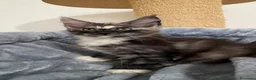 Maine Coon gatti in vendita: Gattini Maine Coon - Annuncio 18