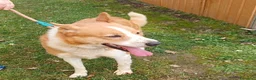 Meticcio cani in regalo: CANNELLA bella e brava! a Provincia di Lucca - Annuncio 2