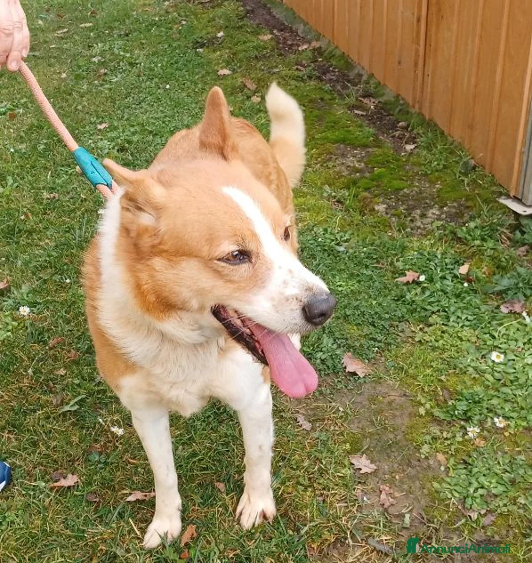 Meticcio cani in regalo: CANNELLA bella e brava! a Provincia di Lucca - Annuncio 2