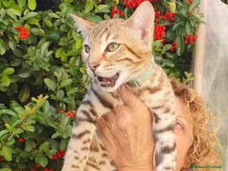 Bengala gatti Ultimi maschietti brown wild - Annuncio 1