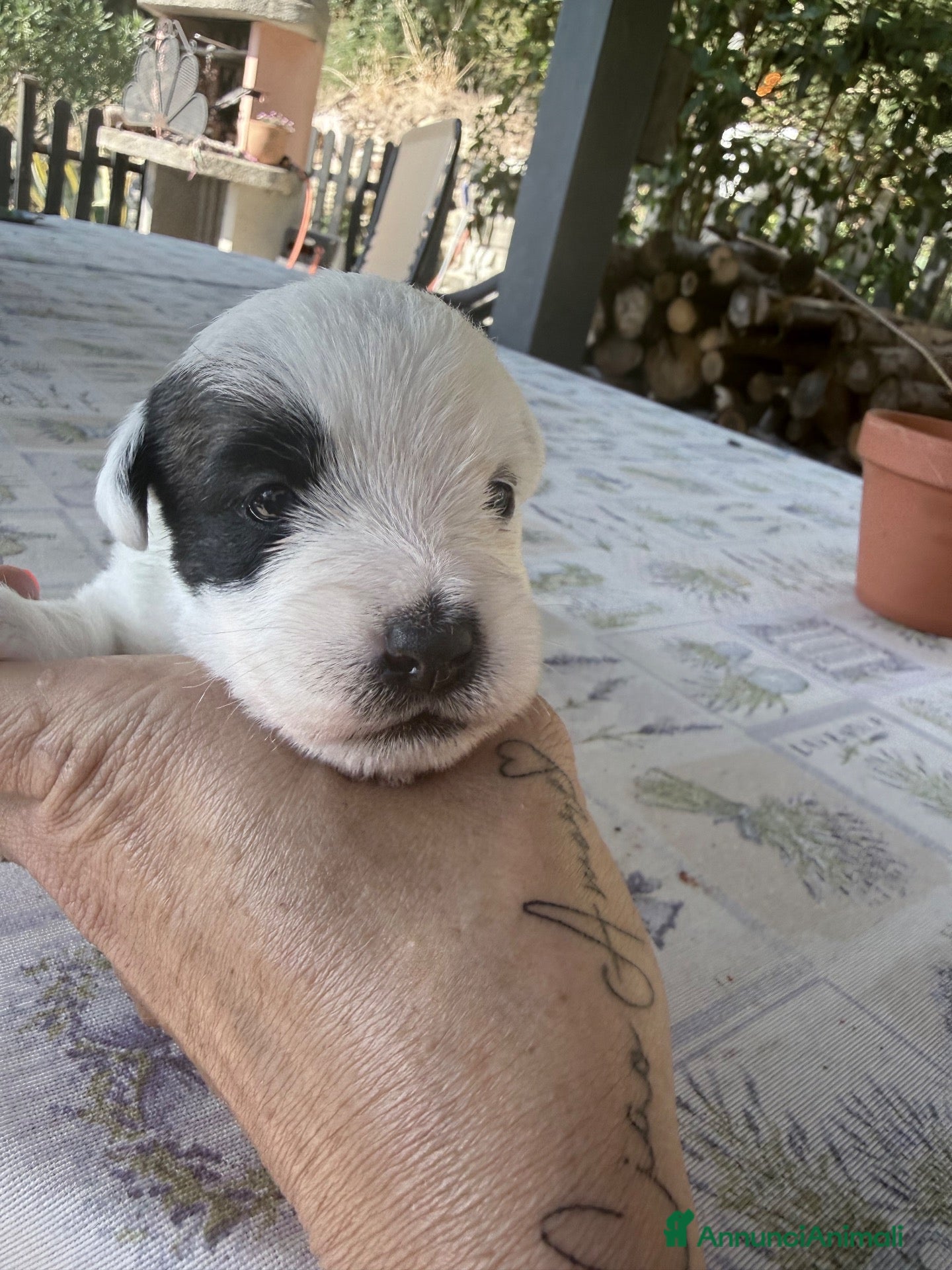 Jack Russell cani in vendita: Jack Russell a pelo ruvido - Annuncio 1