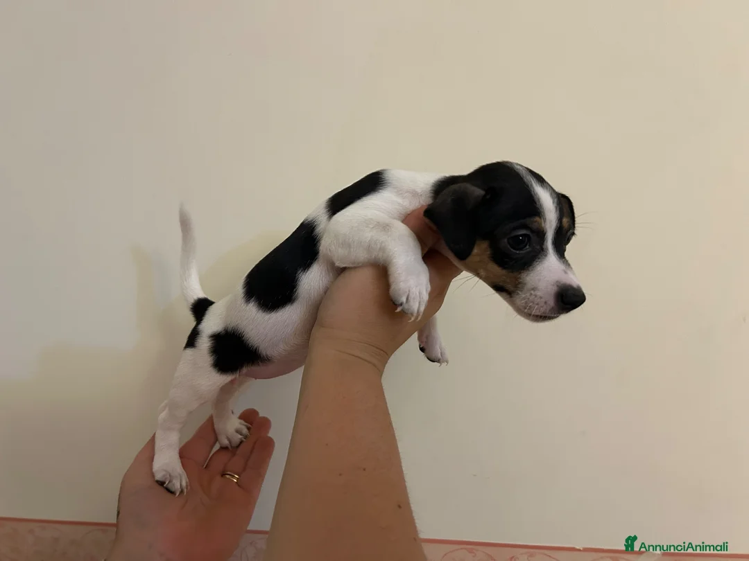 Jack Russell cani in vendita: cuccioli di jack russell a Provincia di Pescara - Annuncio 13