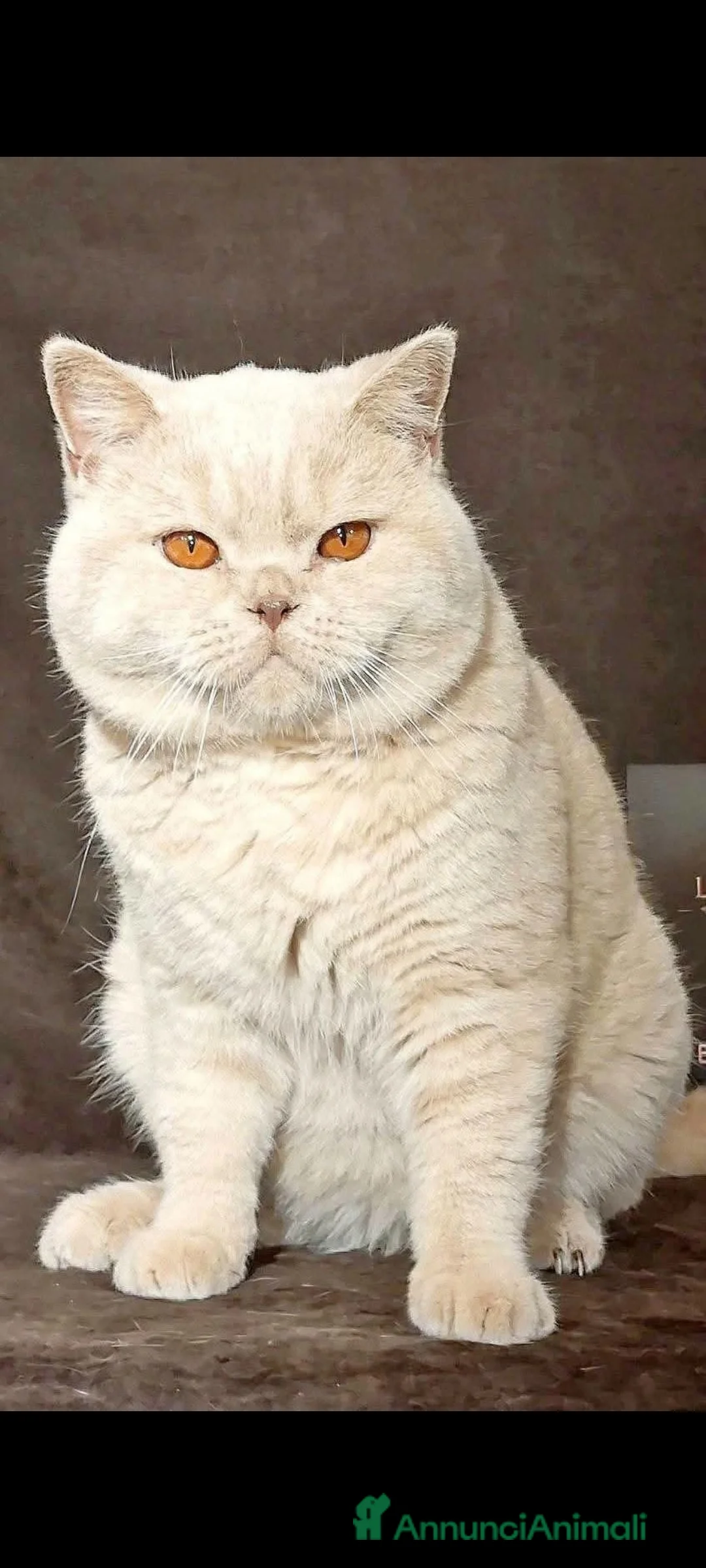 British gatti in vendita: British shorthair colore crema pet riproduzione  - Annuncio 2