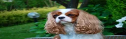 Cavalier King cani in vendita: Bellissima cucciola di Cavalier King - Annuncio 7