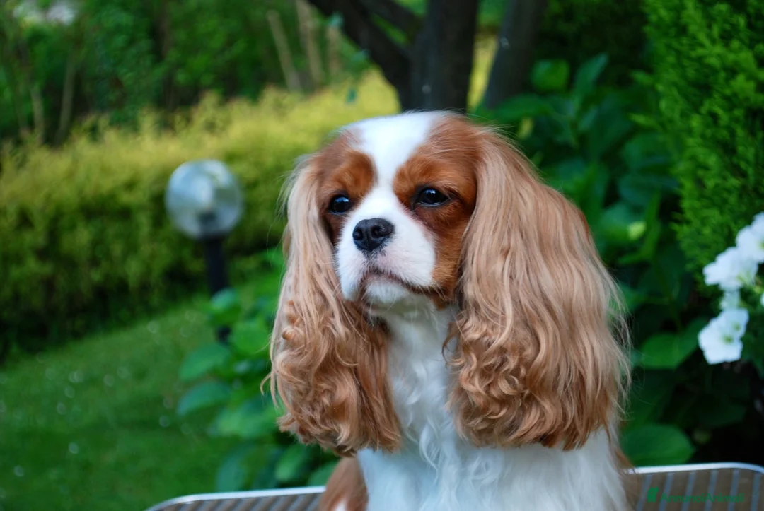 Cavalier King cani in vendita: Bellissima cucciola di Cavalier King - Annuncio 7