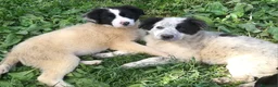 Meticcio cani in regalo: CUCCIOLI CERCANO CASA  a Provincia di Varese - Annuncio 3