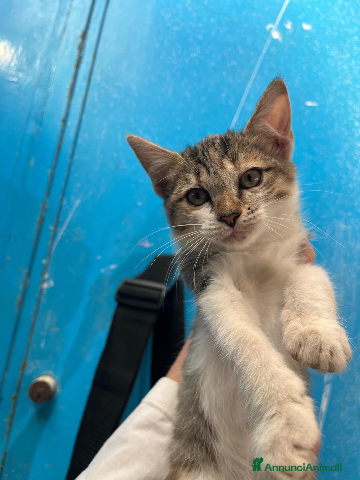 Meticcio gatti Bellissima gattina Sciacca/Ribera - Annuncio 16