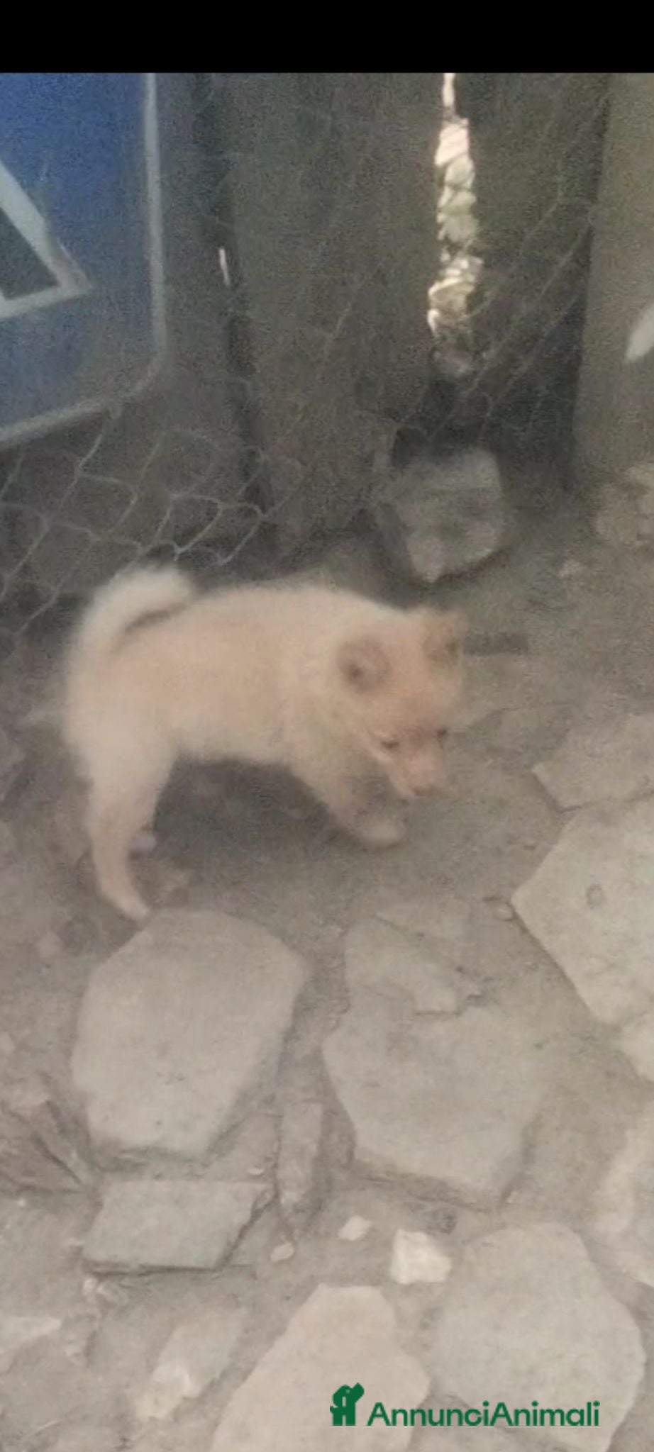 Volpino Italiano cani Volpino italiano  - Annuncio 2