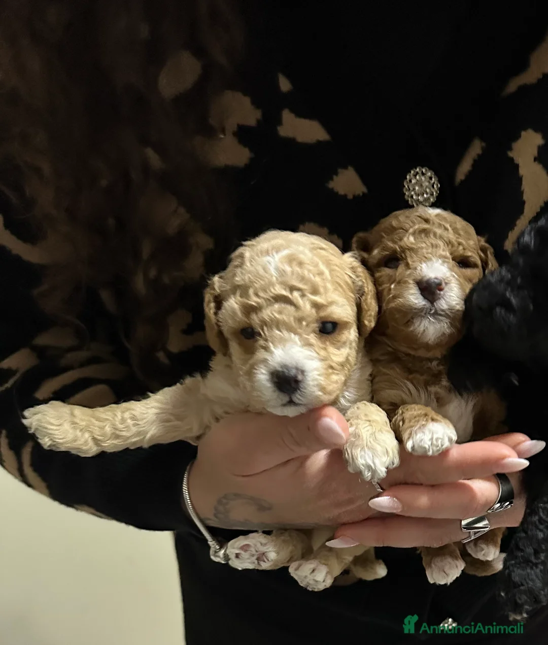 Barboncino Toy cani in vendita: Barboncini Toy  - Annuncio 2