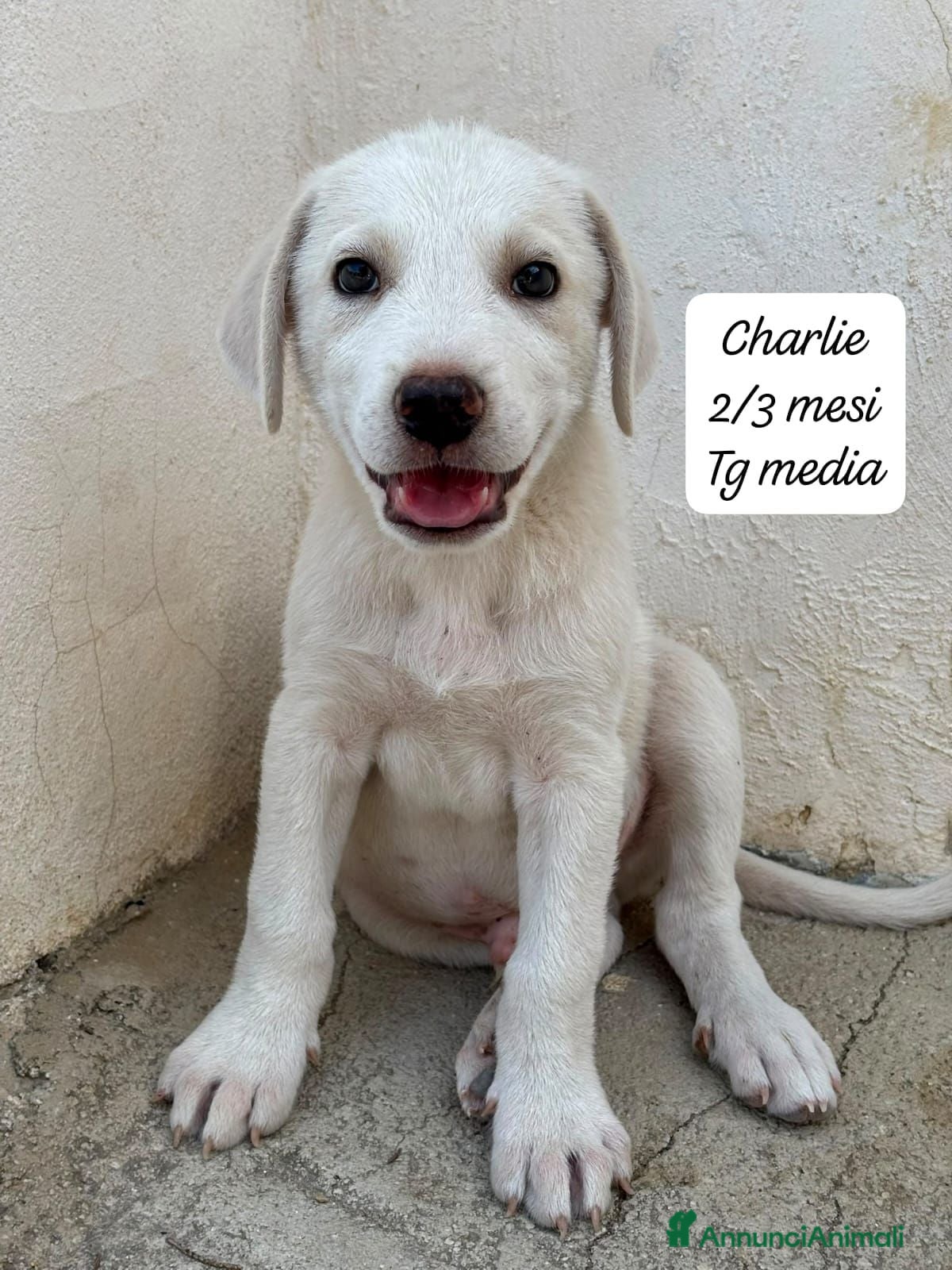 Meticcio cani Cuccioli, non hanno chiesto di nascere! - Annuncio 30