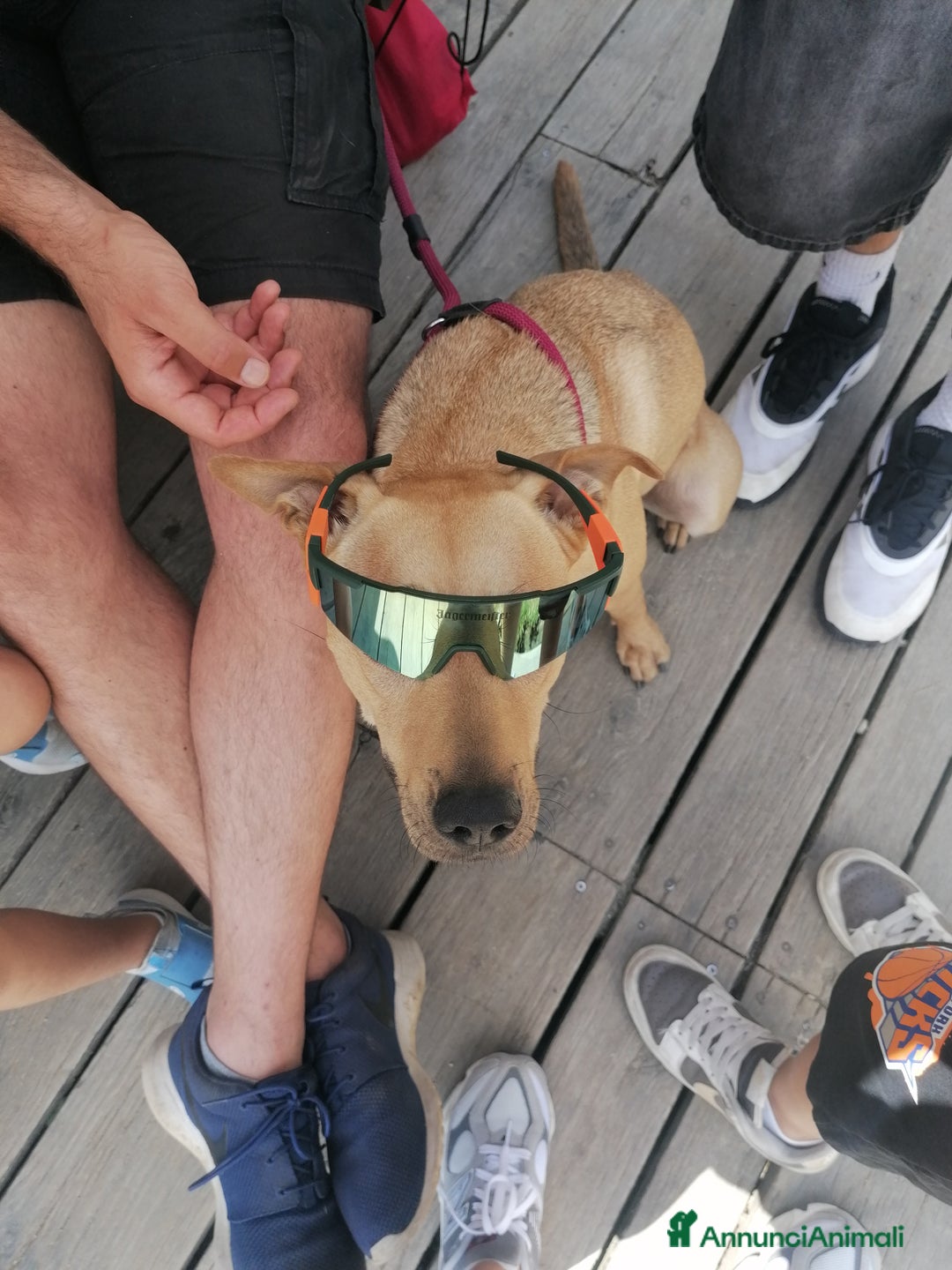 Meticcio cani in regalo: Luna, meticcia di 3 anni in regalo - Annuncio 4