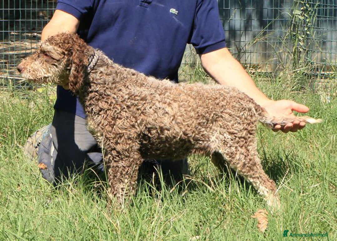 Lagotto cani in vendita: Lagotto romagnolo - maschio giovane 2 a Provincia di Ravenna - Annuncio 4