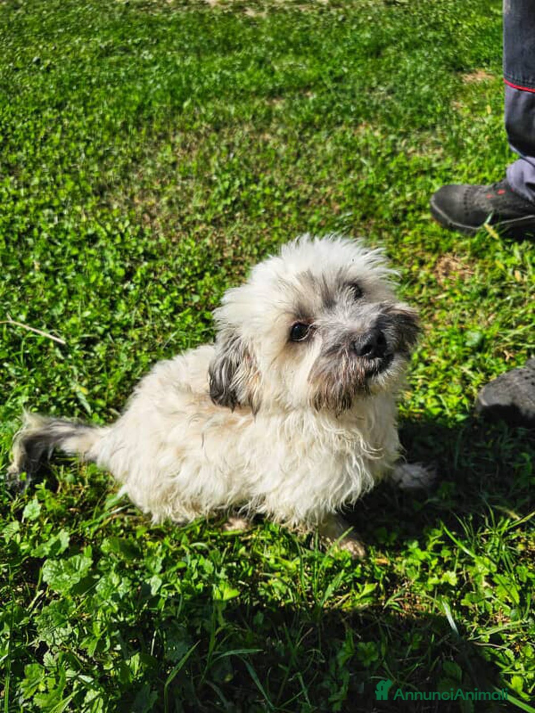 Shih Tzu cani in regalo: BUNNY, mix SHIH TZU tutto pelo! 4KG. - Annuncio 6