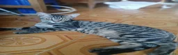 Meticcio gatti in regalo: MICETTI BELLISSIMI CERCANO CASA! - Annuncio 3