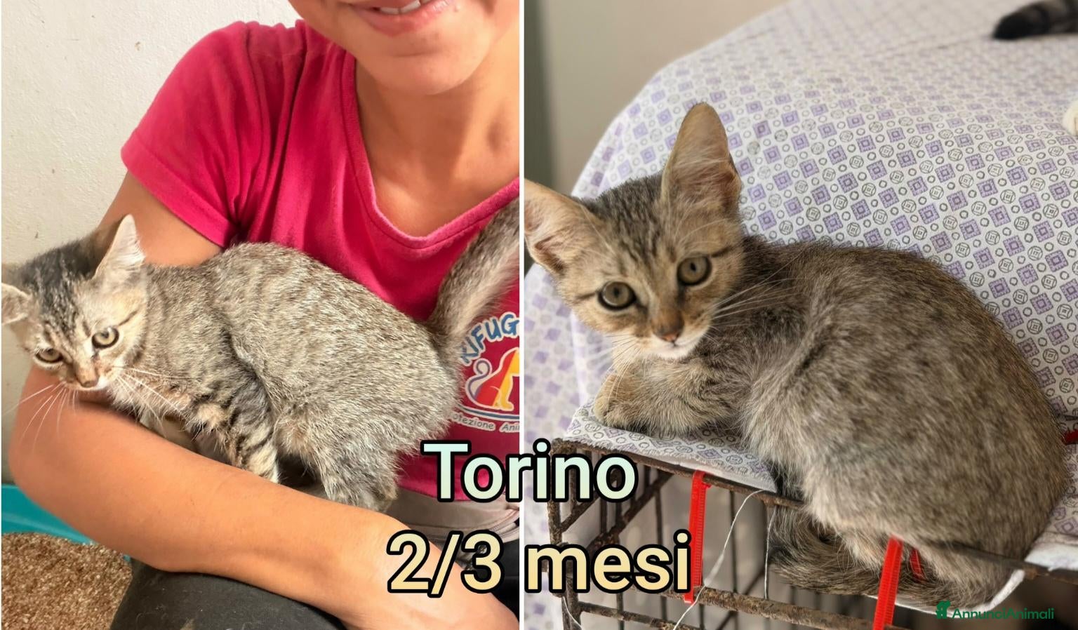 Altre razze gatti in regalo: MICINI, URGENTE! TEMPO SCADUTO  - Annuncio 2