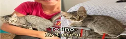 Altre razze gatti in regalo: MICINI, URGENTE! TEMPO SCADUTO  a Provincia di Arezzo - Annuncio 1