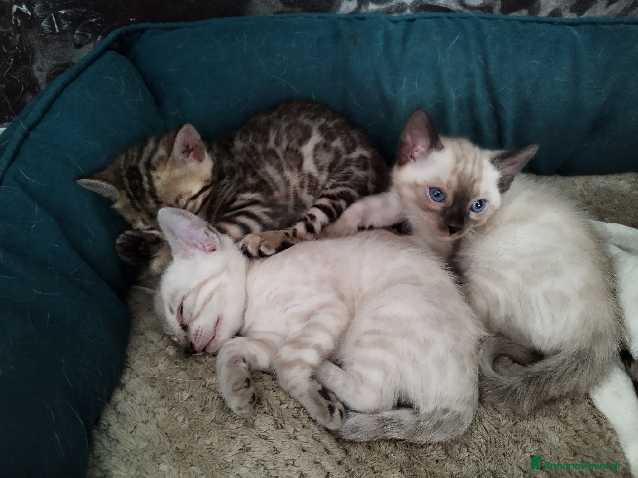 Bengala gatti Gattini bengala - Annuncio 1