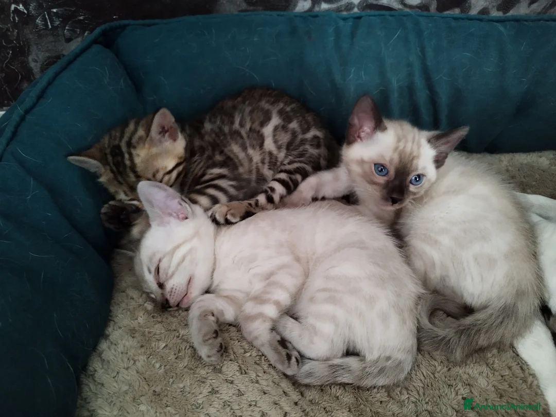 Bengala gatti in vendita: Gattini bengala a Provincia di Perugia - Annuncio 1