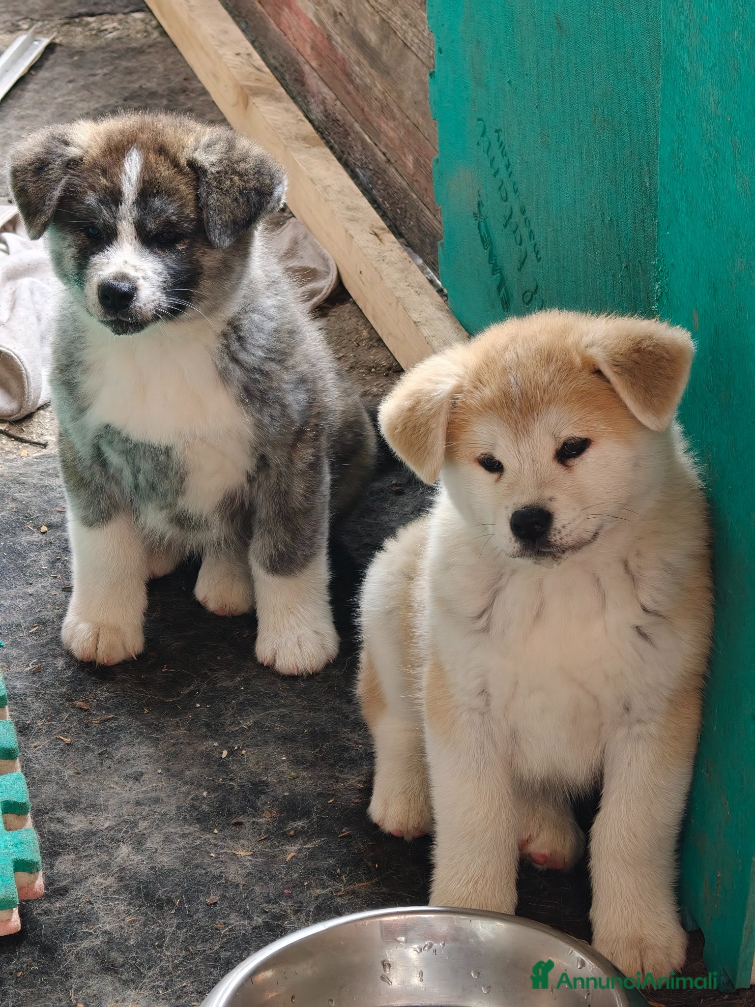 Akita Inu cani Cuccioli di Akita Inu a Senigallia! - Annuncio 1