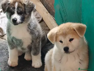 Akita Inu cani Cuccioli di Akita Inu a Senigallia! - Annuncio 1