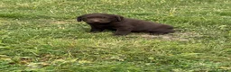 Labrador cani in vendita: Cuccioli Labrador  - Annuncio 12