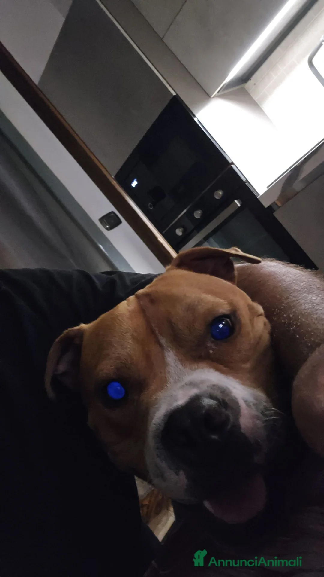 Pitbull cani in regalo: Adozione del cuore per Eros a Città Metropolitana di Napoli - Annuncio 4