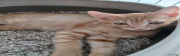 Meticcio gatti in regalo: Tre maschietti cercano casa - Annuncio 4