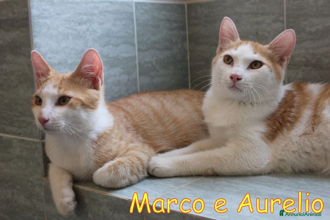 Europeo gatti in regalo: MARCO E  AURELIO DOLCISSIMI GATTINI - Annuncio 2