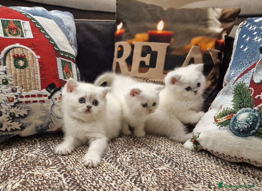 British gatti in vendita: British shorthair e longhair  a Provincia di Monza e della Brianza - Annuncio 10