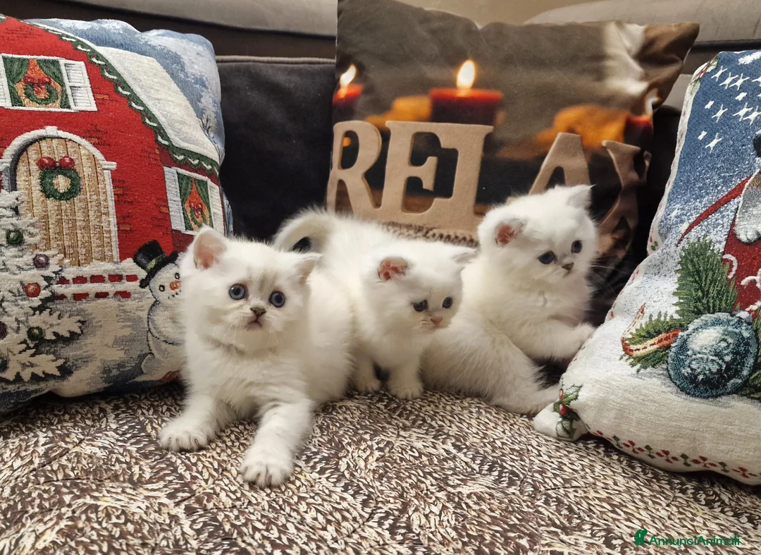 British gatti in vendita: British shorthair e longhair  a Provincia di Monza e della Brianza - Annuncio 9