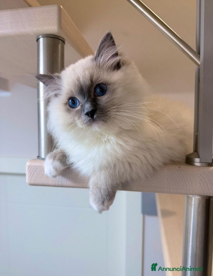 Ragdoll gatti Cuccioli Ragdolls altissima genealogia  - Annuncio 1