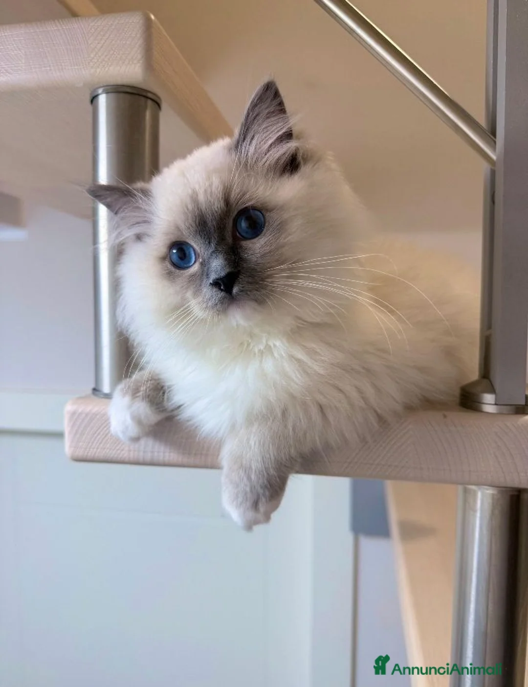 Ragdoll gatti in vendita: Cuccioli Ragdolls altissima genealogia  - Annuncio 1