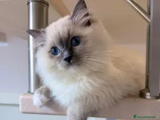 Ragdoll gatti Cuccioli Ragdolls altissima genealogia - Annuncio 1