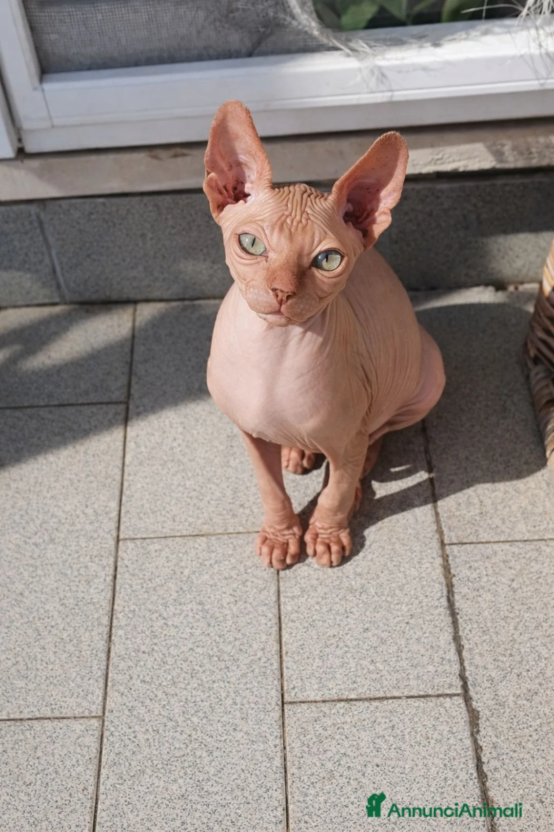 Sphynx gatti in vendita: Sphynx molto affettuoso  - Annuncio 2