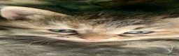 Siberiano gatti in vendita: Gattini siberiani stupendi  - Annuncio 4